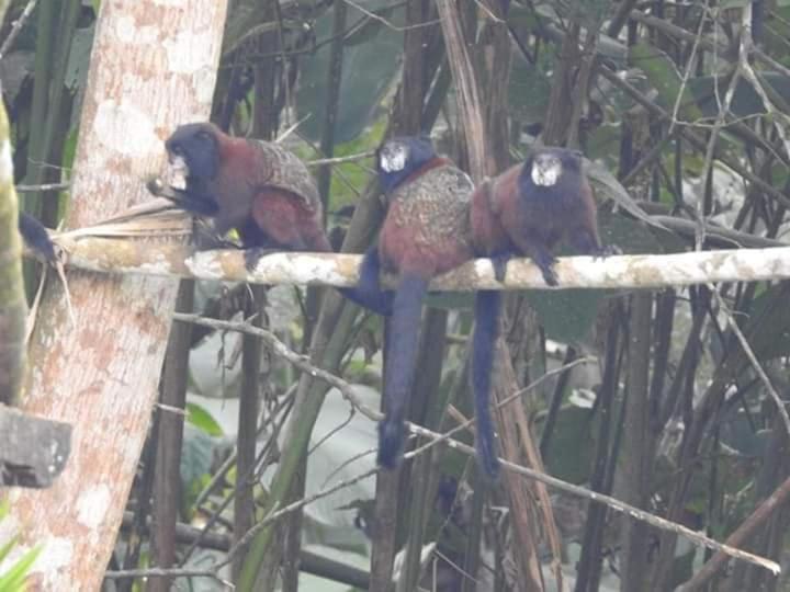 Misahualli Laguna Paikawe B&B Rom bilde